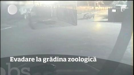 Un hipopotam a evadat de la o grădină zoologică din Israel