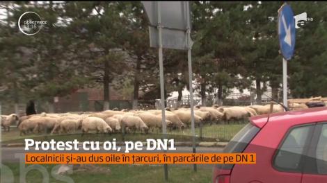 Protest cu oi, pe DN1, din cauza urșilor