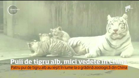 Patru pui de tigru alb, mici vedete în China