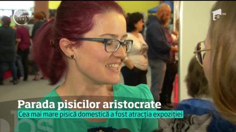 Parada pisicilor aristocrate