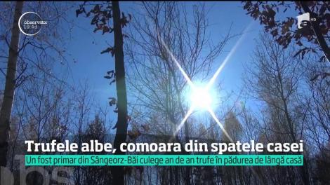 Trufele albe, comoara din spatele casei unei familii din Sângeorz-Băi