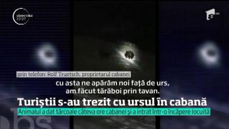 Un urs a intrat în cabana Postăvaru! Turiștii au privit îngroziți cum animalul umblă după mâncare