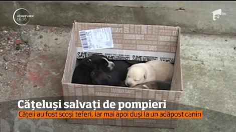 Misiune mai puţin obişnuită. Șase cățeluși, salvați de pompierii din Gorj