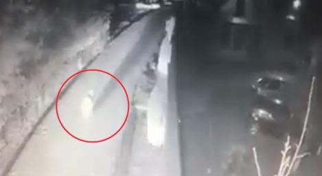 În Argeș, urșii coboară până la câmpie pentru hrană