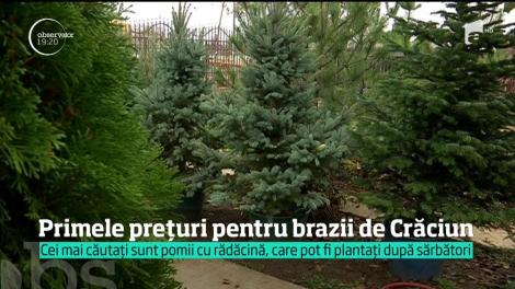 Au apărut primele prețuri pentru brazii de Crăciun. Câți bani vom scoate din buzunare, anul acesta: "Merităm şi noi măcar atât"