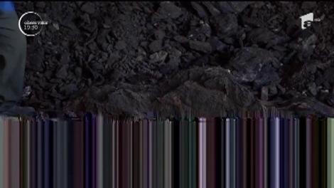 Lemnele de foc ard la buzunar. 3,5 milioane de gospodării se încălzesc cu biomasă