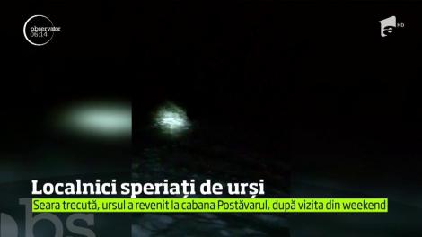 Urşii părăsesc, tot mai des, adăpostul pădurilor, în cautare de hrană
