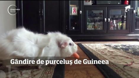 Oamenii de ştiinţă vor să afle cum gândesc purceluşii de Guineea