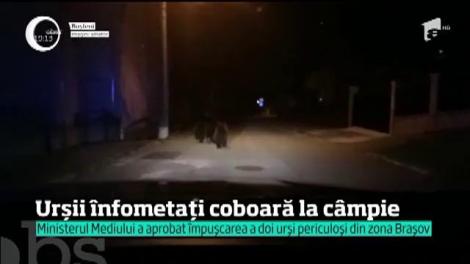 Urşii înfometați coboară la câmpie. Ministerul Mediului a aprobat împușcarea a doi dintre ei