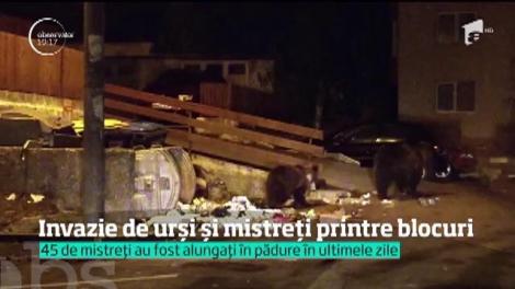 Invazie de urși și mistreți printre blocurile din Bușteni