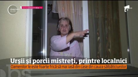 Imagini de groază în Bușteni! Urșii și porcii mistreți se plimbă nestingheriţi pe străzi: Oamenii s-au baricadat în case