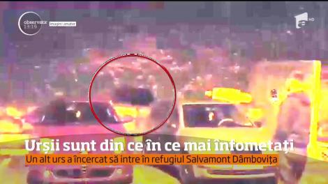 A fost panică în Răcădău pentru că un urs s-a plimbat nestingherit pe străzile din cartier!