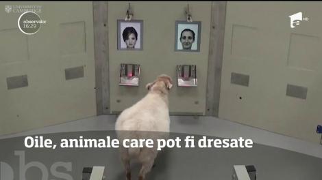 Oile, animale care pot fi dresate