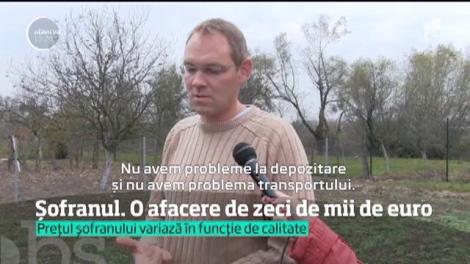 Șofranul, o afacere de zeci de milioane de euro