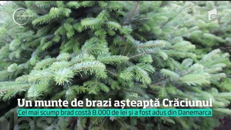 Românilor le plac mai mult brazii de Crăciun din import