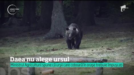 Petre Daea vrea să protejeze oaia de invazia urşilor. Crede că împuşcarea lor este singura soluţie pentru a apăra turmele