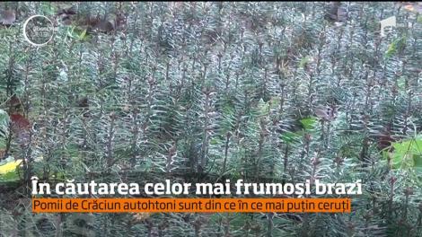 Brazii de Crăciun autohtoni sunt din ce în ce mai puţin ceruţi. Românilor le plac mai mult cei din import