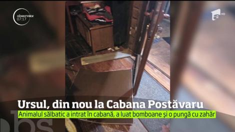 De râsu-plânsu! Un urs a dat buzna la Cabana Postăvaru. Turiștii, fără cuvinte când au văzut cu ce a plecat Moș Martin în gură