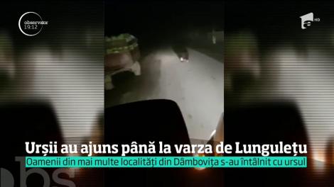 Urşii au coborât din vârful muntelui şi au ajuns până în culturile de varză din Lunguleţu
