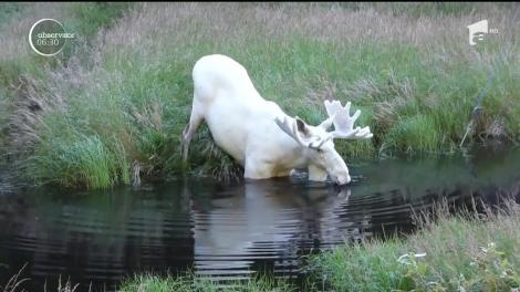 Un elan alb, animal extrem de rar, a devenit vedetă pe reţelele sociale după ce a fost filmat, în luna august, în Suedia