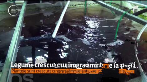 Experiment unic în ţară! Legume crescute în îngrășăminte de la pești
