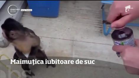 Maimuțica iubitoare de suc