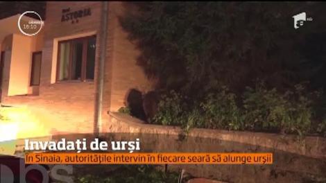 Invadați de urși! În Sinaia, autoritățile intervin în fiecare zi