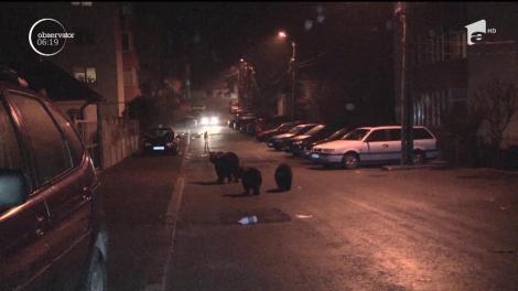 Urșii, un pericol? Foamea îi aduce în fiecare seară în staţiunile de pe Valea Prahovei
