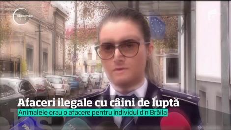 Afaceri ilegale cu câini de luptă