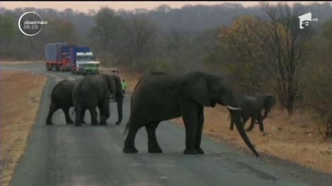O nouă decizie a lui Donald Trump i-a indignat pe apărătorii animalelor, care oricum nu-l prea simpatizau