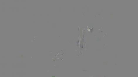 Adina Buzatu, sfaturi pentru bărbați! Ce flori se oferă mamei, iubitei sau soacrei. Diana Munteanu: "Am fost florăreasă"