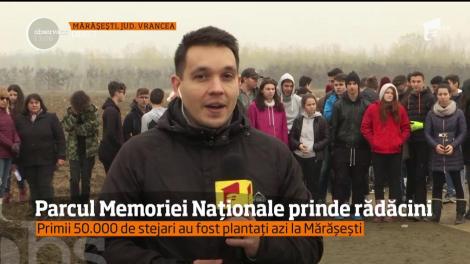 Parcul Memoriei Naţionale prinde rădăcini! 50.000 de stejari au fost plantați la Mărășești