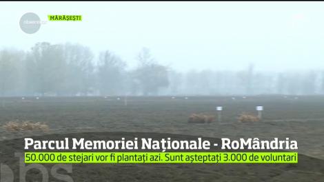 50.000 de stejari vor fi plantați la Mărășești, în cadrul proiectului "Parcul Memoriei Naționale - RoMândria"