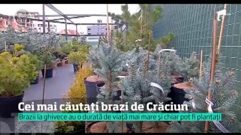 Cei mai căutați brazi de Crăciun. Brazii la ghivece au o durată de viață mai mare și pot fi plantați