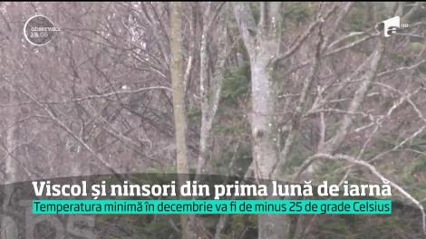 Viscol şi ninsori din prima lună de iarnă