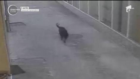 O fetiţă din Târgu Jiu a fost mutilată de câinii maidanezi şi riscă să rămână fără vedere la un ochi!