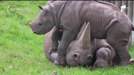 Puiul de rinocer, un copil ca oricare altul