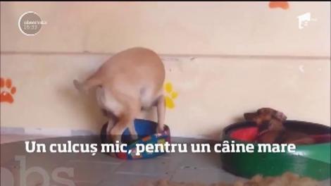 Un culcuș mic, pentru un c&acirc;ine mare