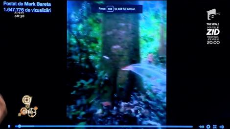 Smiley News! Copacii din Buea, Camerun, conțin apă potabilă