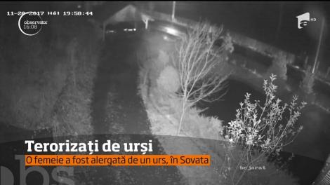 Terorizați de urși. O femeie a fost alergată de un urs, în Sovata