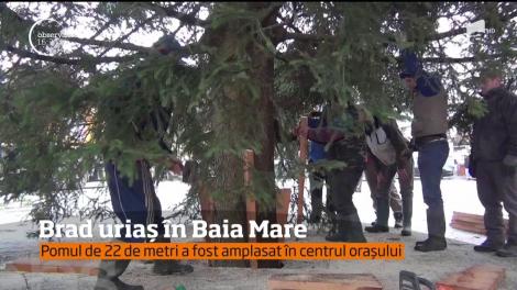Brad uriaș în Baia Mare. Pomul de 22 de metri a fost amplasat în centrul orașului