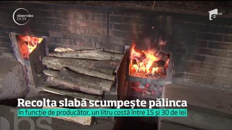 Recolta slabă scumpește pălinca. Pălincarii estimează că prețul va crește înainte de sărbători