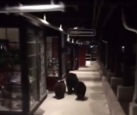 Se pare că o familie de urşi din California nu a mai avut răbdare până să prindă ofertele de Black Friday