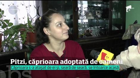 Deşi trăiesc într-o sărăcie lucie, doi soţi cu suflet mare, din judeţul Neamţ, au rescris povestea căprioarei. Au adoptat un pui rătăcit în pădure, în ciuda faptului că amândoi sunt în scaun cu rotile