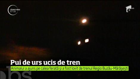 Un pui de urs și-a găsit sfârșitul pe calea ferată, în Vrancea