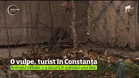 Un musafir inedit i-a speriat pe locuitorii unui cartier din Constanţa