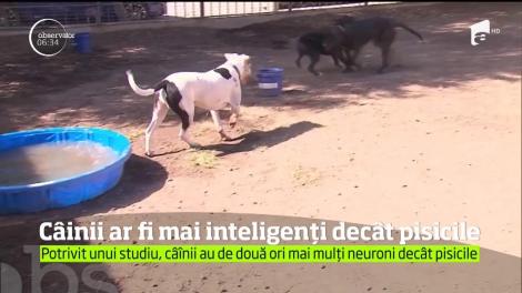 Eternul conflict dintre câini şi pisici ar putea fi soluţionat definitiv de cercetătorii unei universităţi din Statele Unite