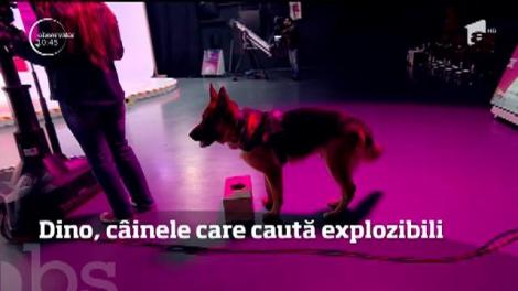 Invitat canin la Observator! Dino, un câine specializat în căutare de explozibil, a  găsit imediat cutiile suspecte din platoul emisiunii!