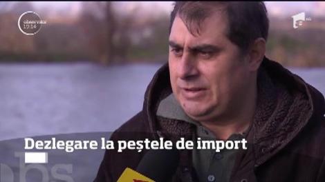 Dezlegare la peștele de import! Sute de kilograme de somon, macrou şi merluciu, aduse din toată Europa, ajung zilnic pe rafturile magazinelor din România