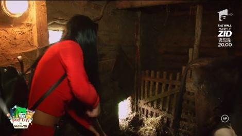 "Hai, Danelo"! Cruduţa a ajuns la coada vacii. A fost târâtă, la propriu, pe cărările unui sat de munte: ”Bine că nu am căzut în bălegar!”